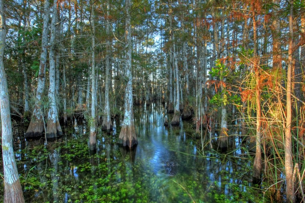 Everglades Photo